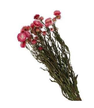 4A Pink dried straw flowers | Helichrysum dried flowers | Length 40-60 centimetres | Per bunch