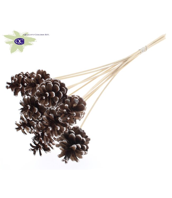 Natural pine cones champagne-coloured tipped side plugs on stick | Diameter 5 - 7 centimetres | Order per 50 pieces