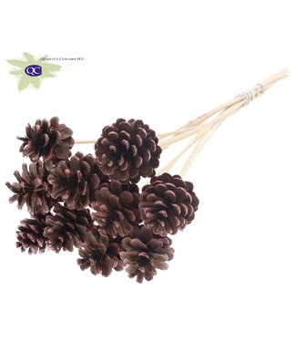 QC Natural pine cones metallic red tipped side plugs on stick | Diameter 5 - 7 centimetres | Per 50 pieces