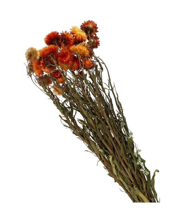 Oranje gedroogde strobloemen | Helichrysum droogbloemen | Lengte 40-60 centimeter | Per bos te bestellen