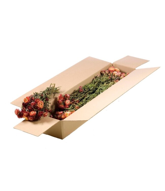 Natürliche lachsfarbene getrocknete Strohblumen | Helichrysum Trockenblumen | Pro 5 Bündel bestellbar