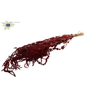 QC Burgundy dried Hanging Amaranthus Caudatus | Length ± 90 centimetres | Per 6 bunches