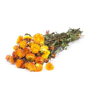 LDD Natürliche orangefarbene getrocknete Strohblumen | Helichrysum Trockenblumen | Pro 20 Sträuße