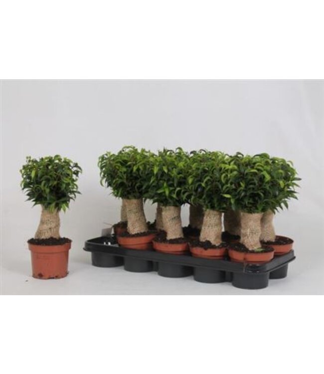 Ficus Be Natasja | Topfgröße 12 | Pro 10 Stück