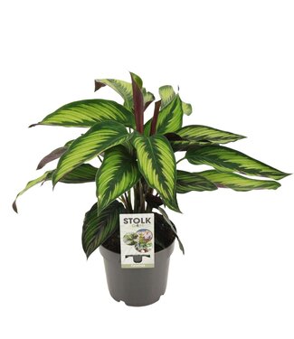 ME Calathea Majestica Princeps | Pot size 14 | Per 6 pieces