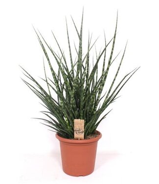 ME Sansevieria Fernwood Punk | Pot size 25 H90 | Each