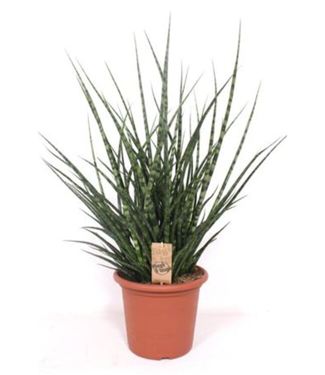 Sansevieria Fernwood Punk | Pot size 25 H90 | Each