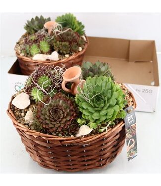 ME Arrangements Sempervivum 6% | Pro 2 Stück