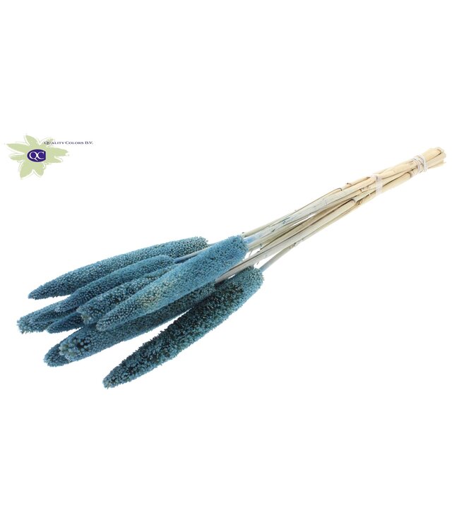 Blue dried Babala | Millet or Millet dried flowers | Length 65 centimetres | Ordered per 100 pieces