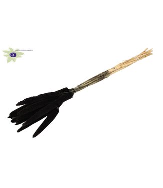 QC Babala noir séché | Fleurs séchées de mil ou de millet | Longueur 65 centimètres | Par 100 pièces