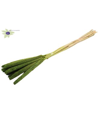 QC Babala séché vert clair | Millet ou fleurs séchées de millet | Longueur 65 centimètres | Par 200 pièces