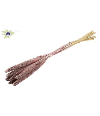 QC Babala séché de couleur champagne avec paillettes | Fleurs séchées de millet ou de mil | Longueur 65 centimètres | Par 100 pièces