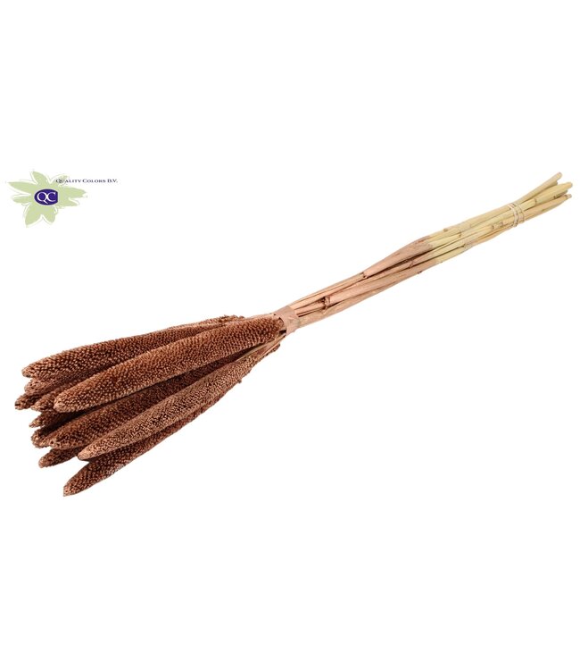 Copper coloured dried Babala | Millet or Millet dried flowers | Length 65 centimetres | Ordered per 100 pieces