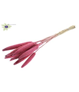 QC Babala rose séché | Fleurs séchées de millet ou de mil | Longueur 65 centimètres | Par 100 pièces