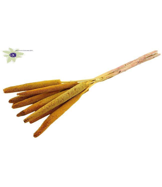 Yellow dried Babala | Millet or Millet dried flowers | Length 65 centimetres | Ordered per 100 pieces