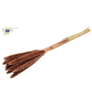 QC Copper-coloured dried Babala | Millet or Millet dried flowers | Length 65 centimetres | Per 200 pieces