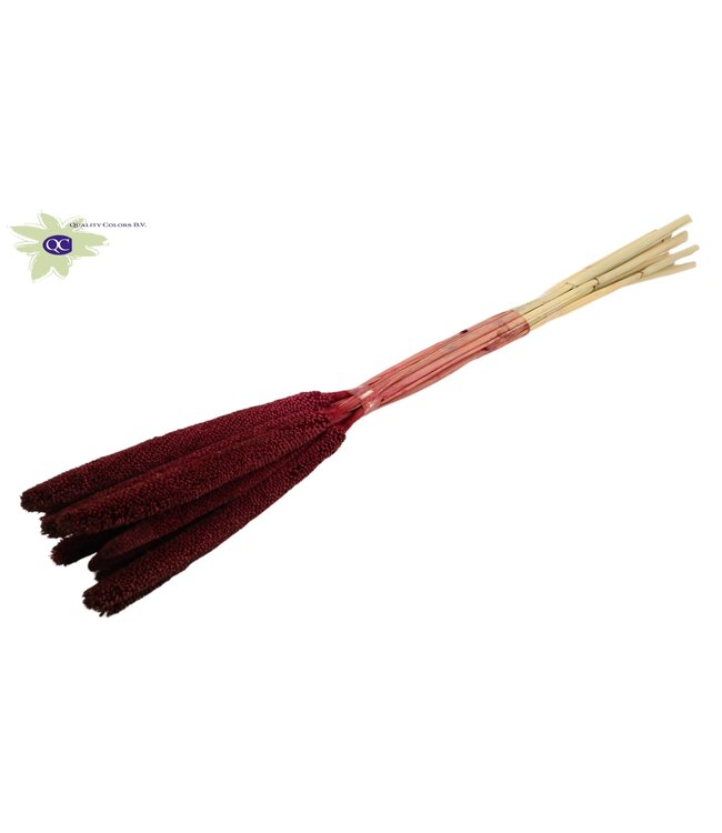 Babala de Bourgogne | Fleurs séchées de mil ou de millet | Longueur 65 centimètres | A commander par 100 pièces