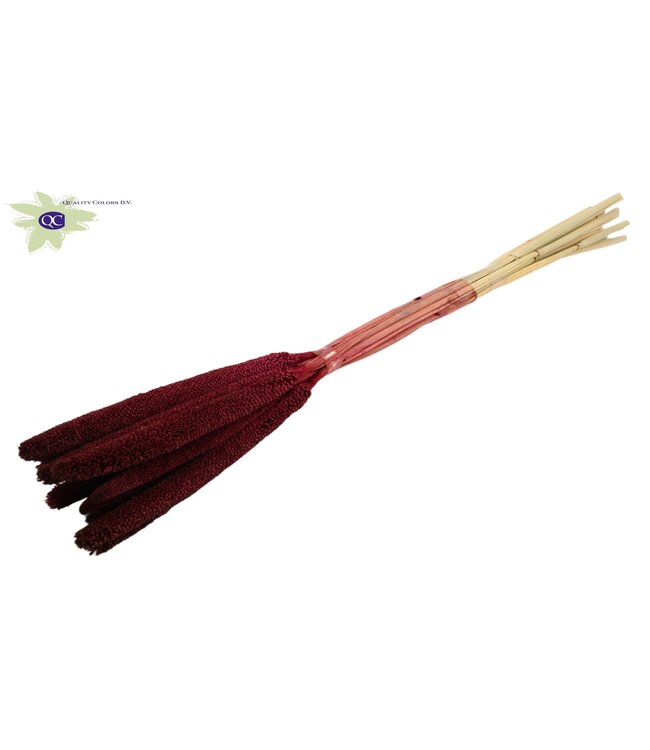 Burgundy dried Babala | Millet or Millet dried flowers | Length 65 centimetres | Ordered per 100 pieces