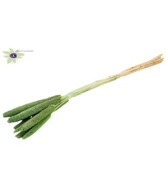 QC Babala séché vert menthe mat | Fleurs séchées de mil ou de millet | Longueur 65 centimètres | Par 200 pièces