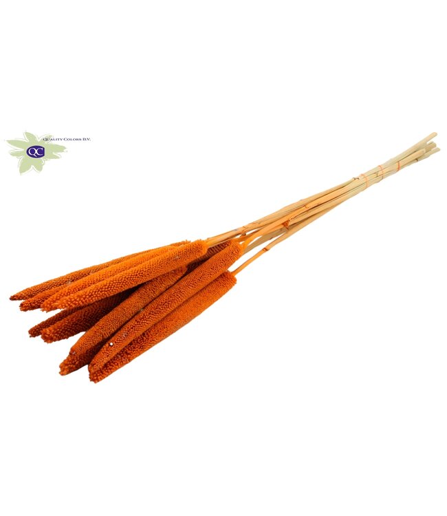 Orange dried Babala | Millet or Millet dried flowers | Length 65 centimetres | Ordered per 100 pieces