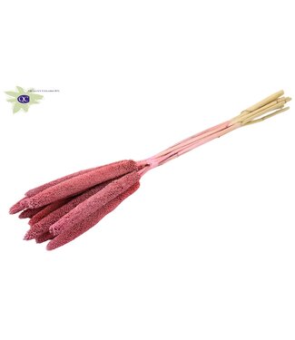 QC Mat pink dried Babala | Millet or Millet dried flowers | Length 65 centimetres | Per 200 pieces