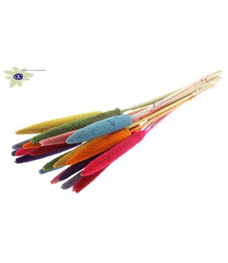 QC Regenboogkleuren mix gedroogde Babala | Millet of Gierst droogbloemen | Lengte 65 centimeter | Per 100 stuks