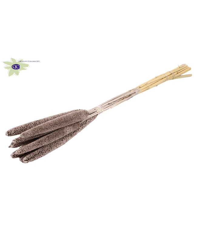 Champagnerfarbene getrocknete Babala | Hirse oder Hirseblüten getrocknet | Länge 65 Zentimeter | Bestellt pro 100 Stück