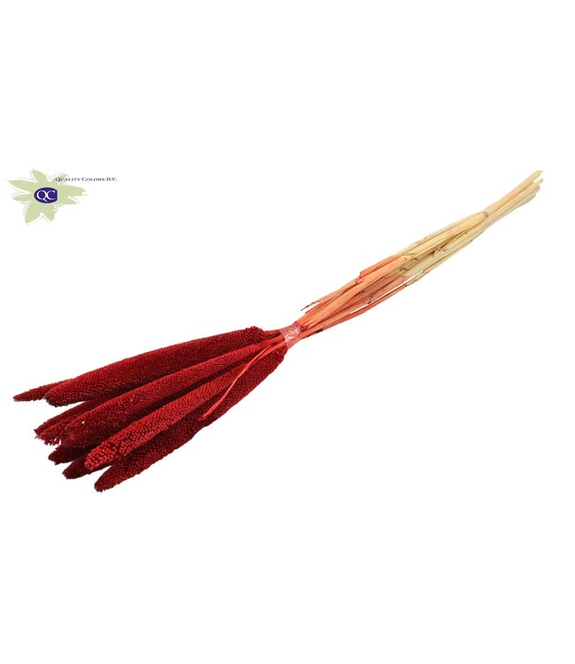 Red dried Babala | Millet or Millet dried flowers | Length 65 centimetres | Ordered per 100 pieces