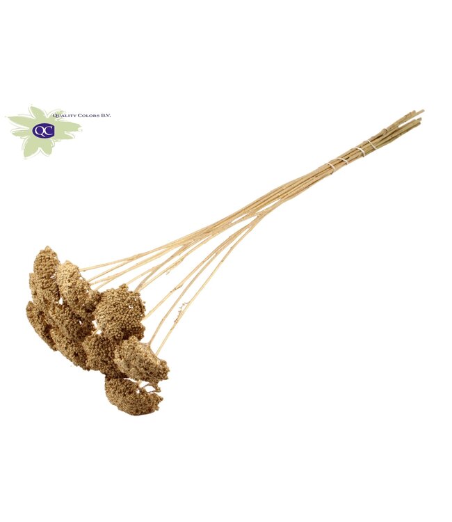 Antique gold-coloured Achillea Parker dried flower | Length 60 centimetres | Ordered per 100 pieces