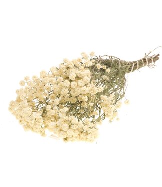 LDD Natural white Achillea Ptarmica dried flowers | Per 30 pieces