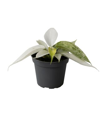 ME Philodendron Florida Ghost | Per 12 pieces