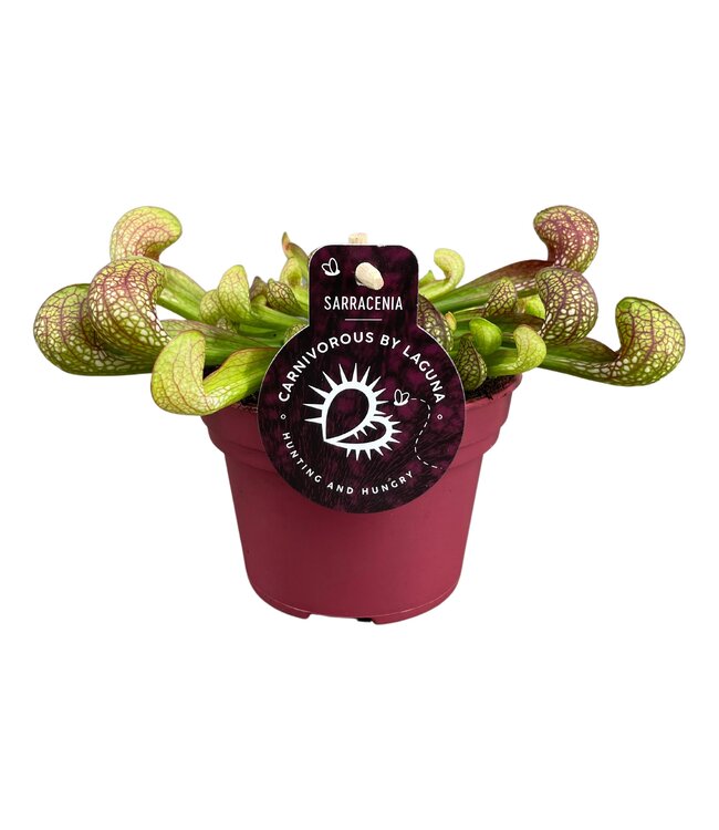 Sarracenia Psittacina 12 cm | Per 6 stuks