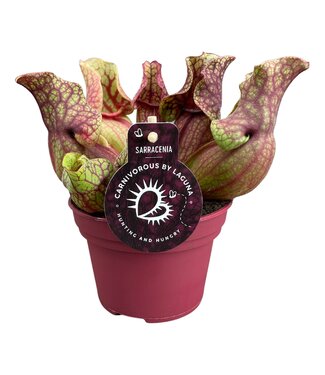 ME Sarracenia Venosa 12 cm | Per 6 pieces