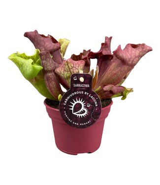 ME Sarracenia Ewelina 12 cm | Per 6 pieces