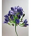 Blauwe Agapanthus | Zijden bloem | Lengte 75 centimeter | Per stuk te bestellen