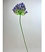 Blauwe Agapanthus | Zijden bloem | Lengte 75 centimeter | Per stuk te bestellen