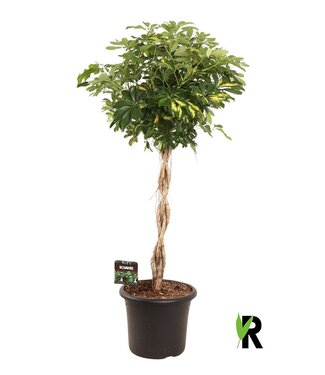 ME Schefflera arb. Gold Capella braided stem | each