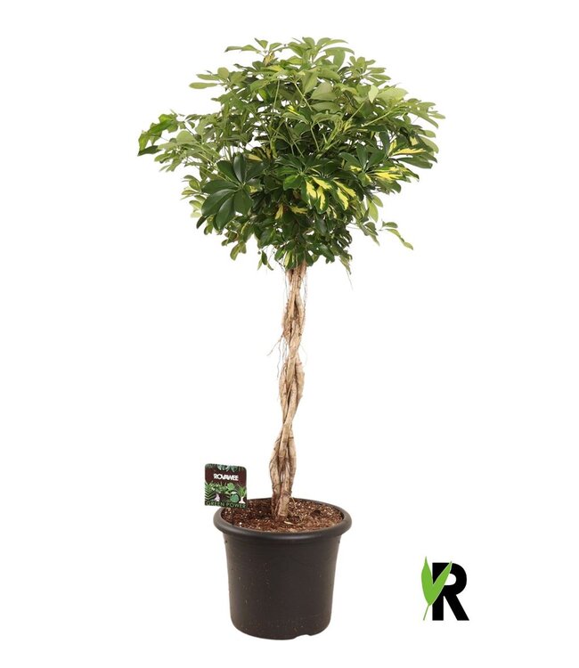 Schefflera arb. Gold Capella braided stem | each