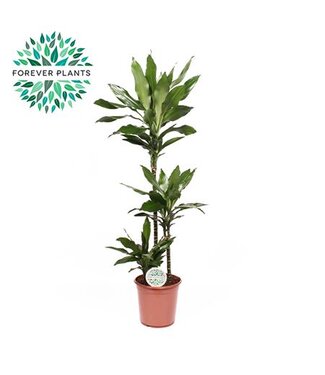 ME Dracaena Janet Lind | Pot size 24, 75+30+10 P24 | Per piece