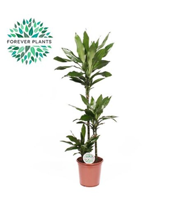 Dracaena Janet Lind | Topfgröße 24, 75+30+10 P24 | Pro Stück