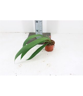 ME Anthurium Vittarifolium P10,5 | Per stuk