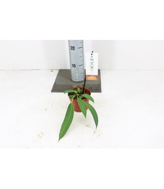 ME Anthurium Wendlingeri P10.5 | each