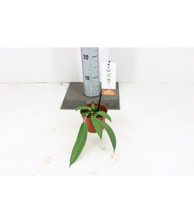 Anthurium Wendlingeri P10,5 | Per stuk