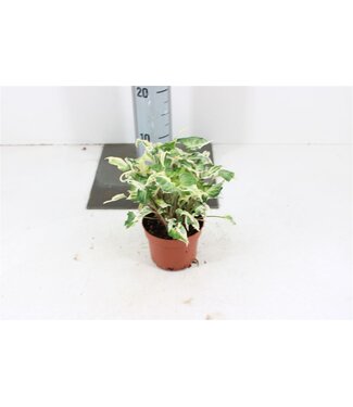 ME Syngonium T25 P10,5 | Per stuk