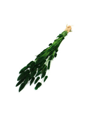 4A Lagurus dried flower dark green | Weight 50 grams | Length 60 centimetres | Per bunch