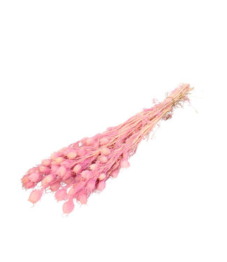 4A Rose clair réservé Nigella | Longueur 55 centimètres | Par botte