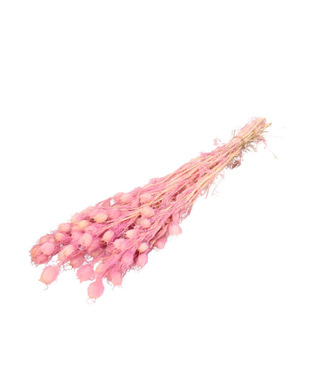 Rose clair réservé Nigella | Longueur 55 centimètres | Commande par bouquet