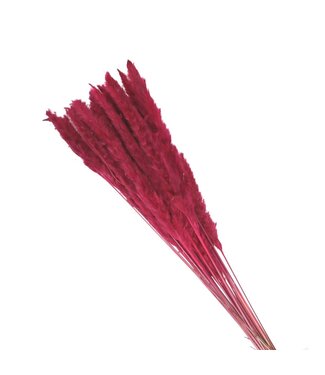 4A Fuchsia Pampas grass plumes fluffy | Length 80 centimetres | Per bunch