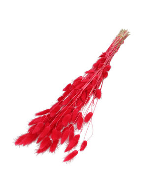 4A Lagurus dried flower red | Weight 50 grams | Length 60 centimetres | Per bunch