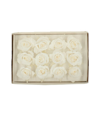 4A Ivory-coloured reserved roses | Diameter 4 centimetres | Per 12 pieces